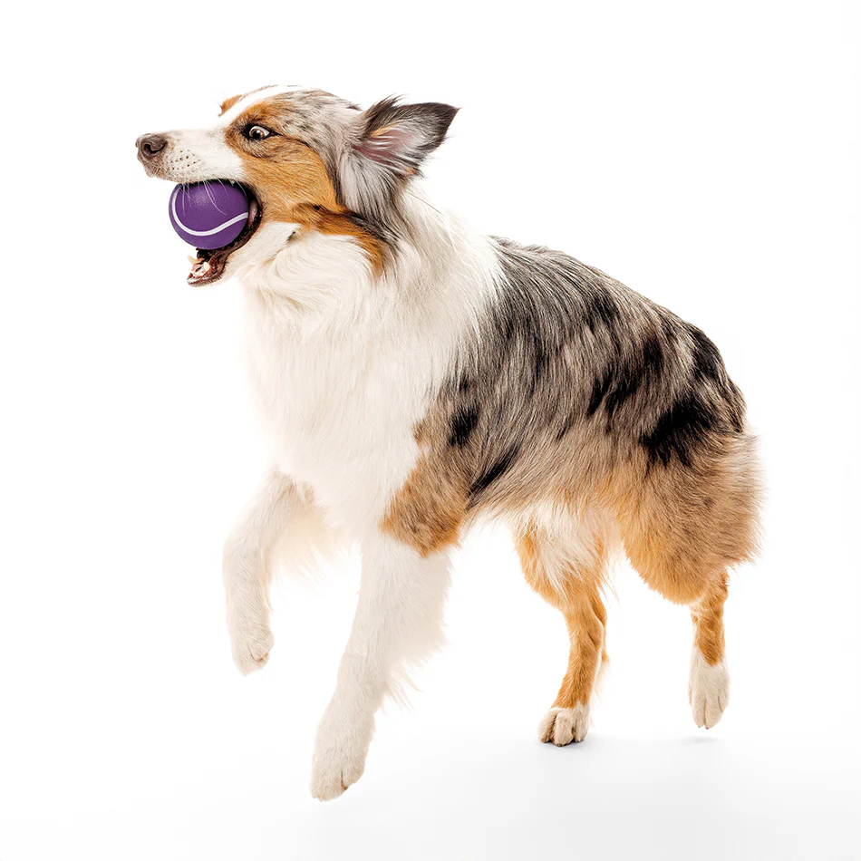 Squeaky Chew Ball - Image 21